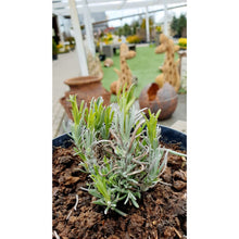 Ielādēt attēlu Gallery viewer, Lavanda šaurlapu, šķirne &quot;Dwarf Blue&quot; (Lavandula angustifolia)
