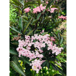 Melnais plūškoks, šķirne "Black Lace" (Sambucus nigra)