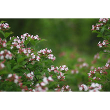 Ielādēt attēlu Gallery viewer, Abēlija Mosanas (Abelia mosanensis)
