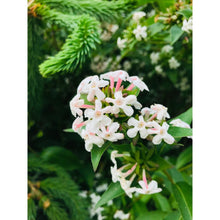 Ielādēt attēlu Gallery viewer, Abēlija Mosanas (Abelia mosanensis)
