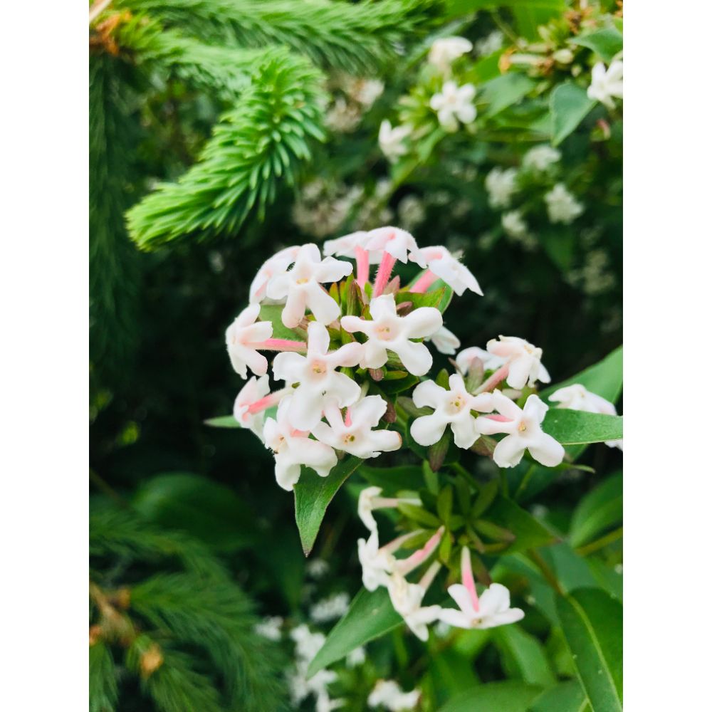 Abēlija Mosanas (Abelia mosanensis)
