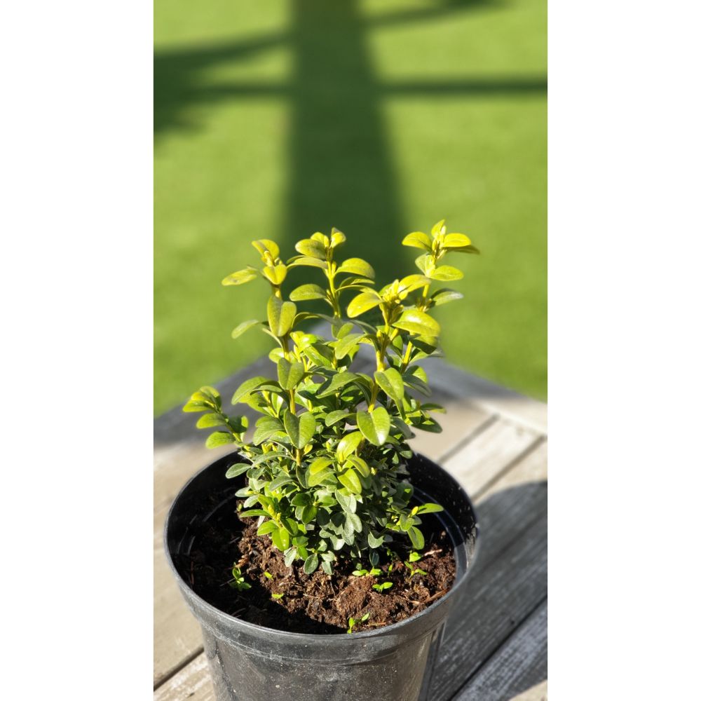 Mūžzaļais buksis (Buxus sempervirens)