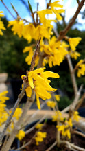 Ielādēt attēlu Gallery viewer, Forsītija olveida  (Forsythia)
