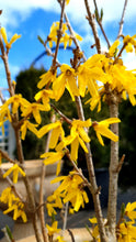 Ielādēt attēlu Gallery viewer, Forsītija olveida  (Forsythia)
