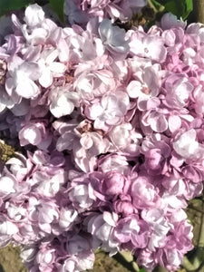 Ceriņš, šķirne "Rose De Moscou" (Syringa vulgaris)