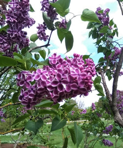 Ceriņš, šķirne "Sensation" (Syringa vulgaris)