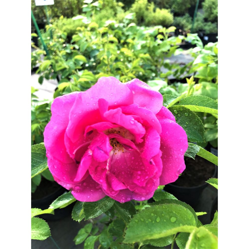 Rievainā roze, šķirne 