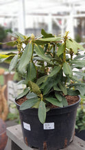 Ielādēt attēlu Gallery viewer, Mūžzaļais rododendrs, šķirne &quot;Nova Zembla&quot; (Rhododendron)
