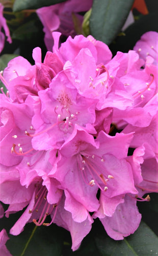 Rododendri 