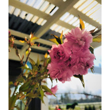 Ielādēt attēlu Gallery viewer, Sakura, šķirne &quot;Kiku-shidare-zakura&quot; (Prunus serrulata)
