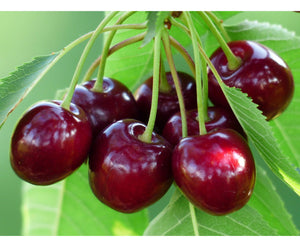 Saldais ķirsis, šķirne "SweetHeart" (Cerasus avium)