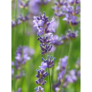 Lavanda šaurlapu, šķirne "Dwarf Blue" (Lavandula angustifolia)