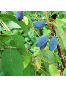 Sausserdis Kamčatkas, šķirne "Balalaika" (Lonicera kamtschatica)