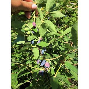 Sausserdis Kamčatkas, šķirne "Wojtek" (Lonicera kamtschatica)