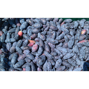 Sausserdis Kamčatkas, šķirne "Kalinka" (Lonicera kamtschatica)