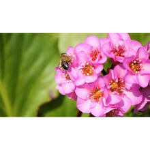 Ielādēt attēlu Gallery viewer, Bergēnija sirdslapu, šķirne &quot;Purpurea&quot; (Bergenia cordifolia)
