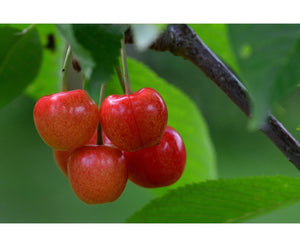 Saldais ķirsis, šķirne "Maddisson’s Rosy" (Cerasus avium)