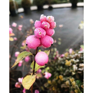 Sniegoga Dorenbosa, šķirne "Magic Berry" (Symphoricarpos × doorenbosii)