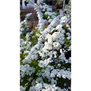 Spireja, šķirne "Grefsheim" (Spiraea x cinerea)