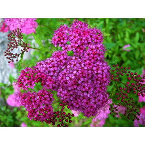 Spireja, šķirne "Magnum Rose" (Spiraea japonica)