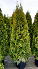 Ielādēt attēlu Gallery viewer, Rietumu tūja, šķirne &quot;Smaragd&quot; (Thuja occidentalis)
