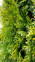 Ielādēt attēlu Gallery viewer, Rietumu tūja, šķirne &quot;Smaragd&quot; (Thuja occidentalis)
