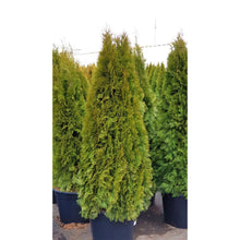 Ielādēt attēlu Gallery viewer, Rietumu tūja, šķirne &quot;Smaragd&quot; (Thuja occidentalis)
