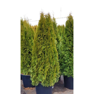 Rietumu tūja, šķirne "Smaragd" (Thuja occidentalis)