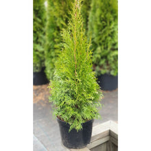 Ielādēt attēlu Gallery viewer, Rietumu tūja, šķirne &quot;Smaragd&quot; (Thuja occidentalis)
