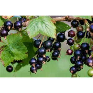 Upenes, šķirne "Titania" (Ribes nigrum)