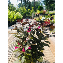 Ielādēt attēlu Gallery viewer, Veigela krāšņā, šķirne &quot;Minor Black&quot; (Weigela florida)
