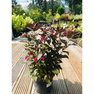 Veigela krāšņā, šķirne "Minor Black" (Weigela florida)