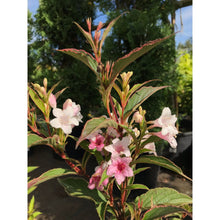 Ielādēt attēlu Gallery viewer, Veigela, šķirne &quot;Splendid&quot; (Weigela)

