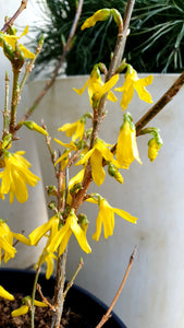 Forsītija vidējā  (Forsythia)
