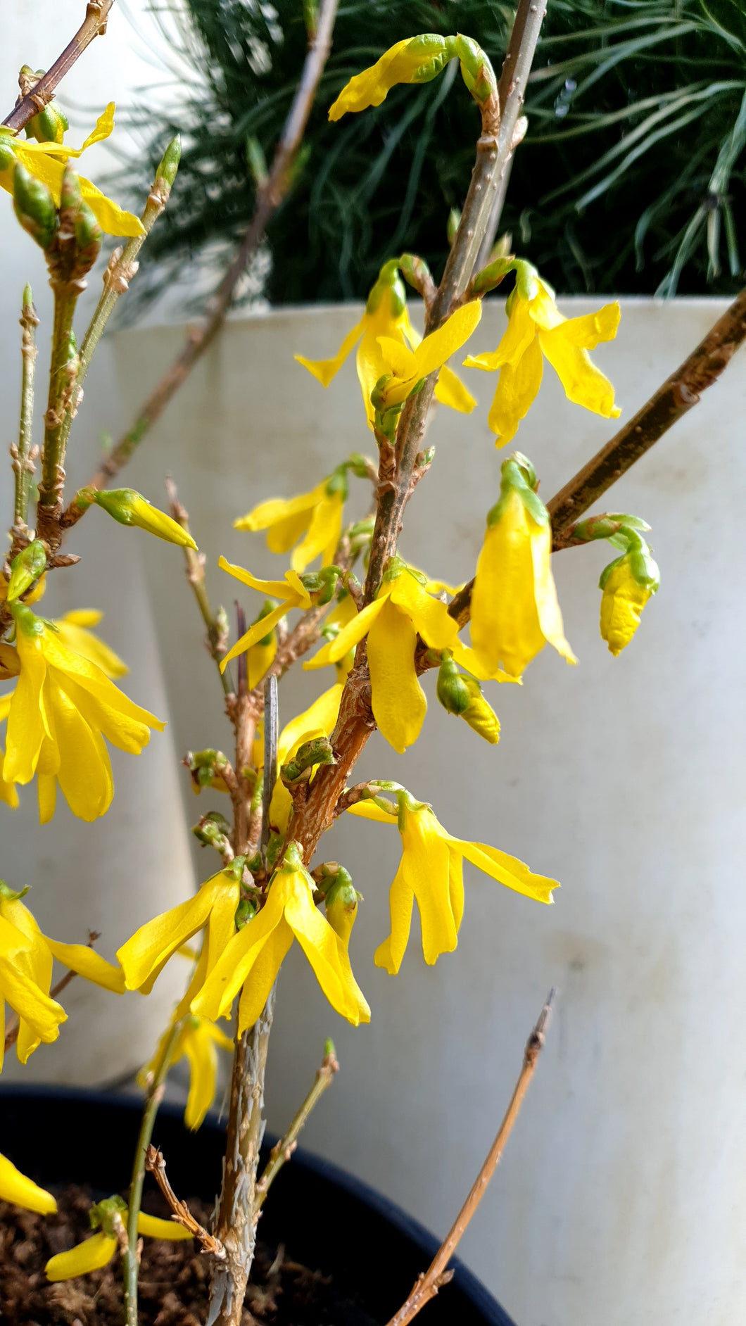Forsītija vidējā  (Forsythia)