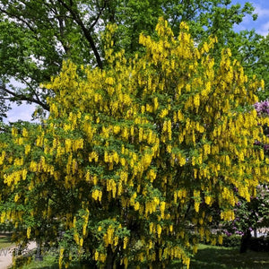 Zeltlietus parastais (Laburnum anagyroides)