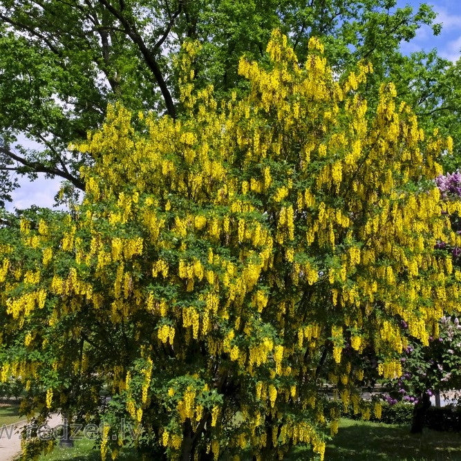 Zeltlietus parastais (Laburnum anagyroides)